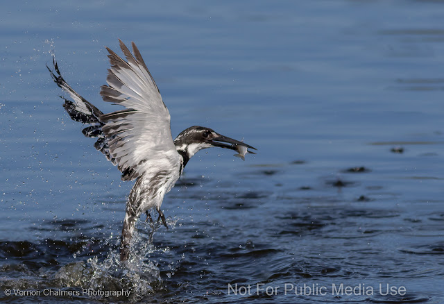Pied kingfisher fishing in the Diep River Milnerton (2016) : Copyright Vernon Chalmers