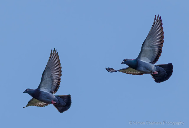 Pigeons in Flight Diep River Woodbridge Island Copyright Vernon Chalmers Photography
