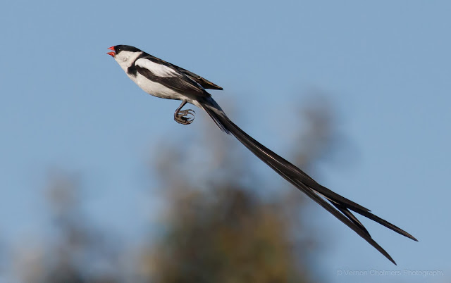 Pin-Tailed Whydah in flight Intaka Island : Intaka Island Photography Training