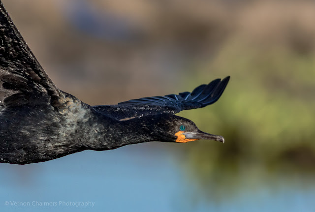 Portrait of a Cape Cormorant over The Diep River Woodbridge Island Milnerton