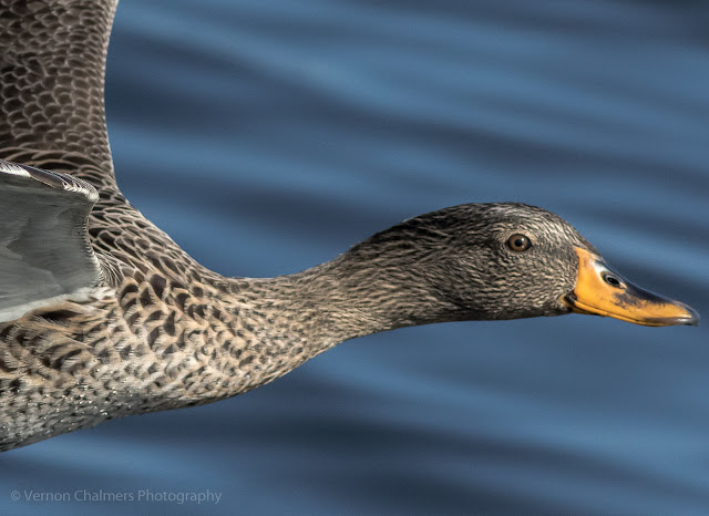 Portrait of a Yellow-Billed Duck over The Diep River Woodbridge Island Milnerton