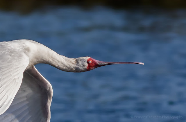 Portrait of an African Spoonbill over The Diep River Woodbridge Island Milnerton