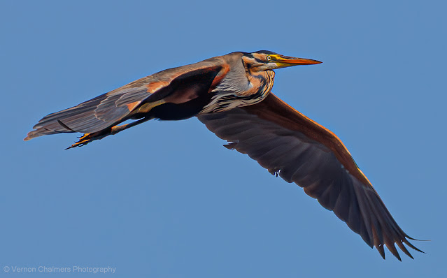 Purple Heron in Flight Above Woodbridge Island Copyright Vernon Chalmers Photography Purple Heron in Flight Above Woodbridge Island Copyright Vernon Chalmers Photography