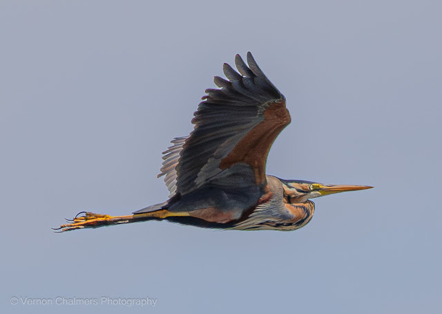 Purple Heron in Flight Table Bay Nature Reserve Woodbridge Island Copyright Vernon Chalmers Photography