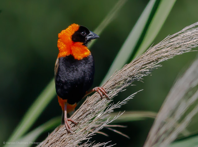 Red Bishop : Table Bay Nature Reserve Woodbridge Island Red Bishop : Table Bay Nature Reserve Woodbridge Island