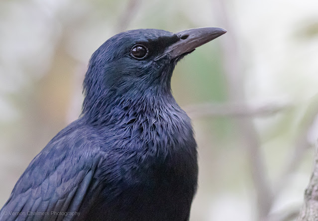 Red-Winged Starling Porret Intaka Island, Cape Town