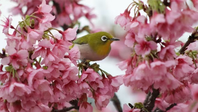 New RF 75-300mm f/4-5.6 Telephoto Zoom Lens