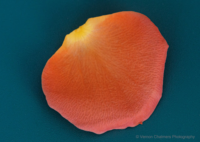 Rose Petal with Canon EOS 6D Mark II / EF 100mm Macro USM Lens