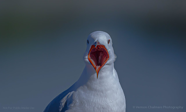 King Gull: A Mouthful to say to the Mayor of Cape Town Copyright Vernon Chalmers