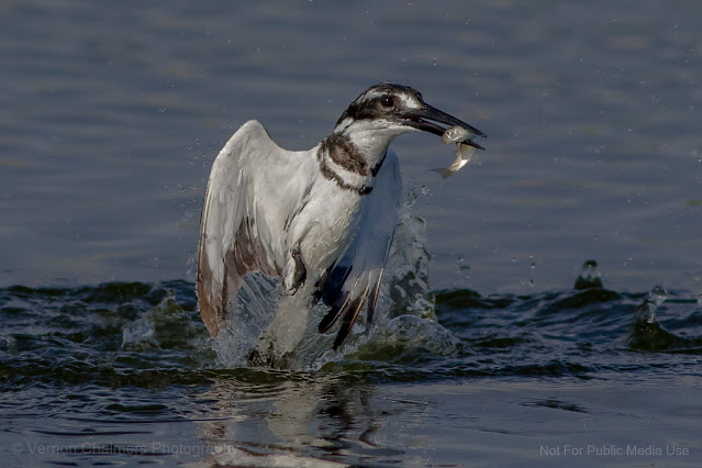 Pied Kingfisher Fishing in Cleaner Water, Diep River (2016) Copyright Vernon Chalmers