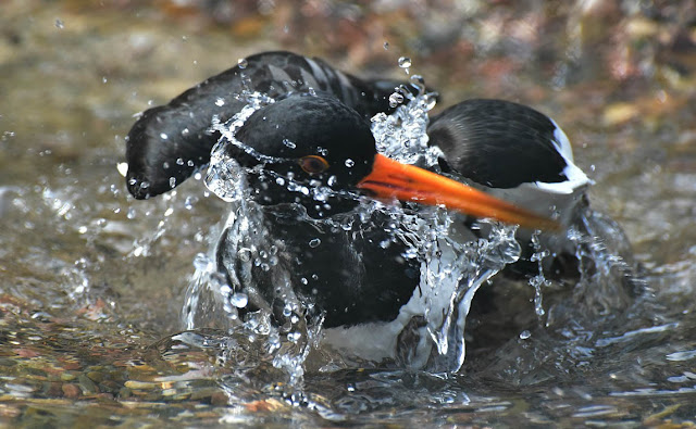 Fresh Water Effective Wastewater Management : Free Image Pixabay