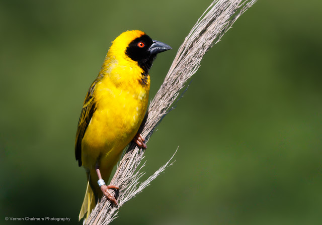 Southern Masked Weaver : Table Bay Nature Reserve, Woodbridge Island