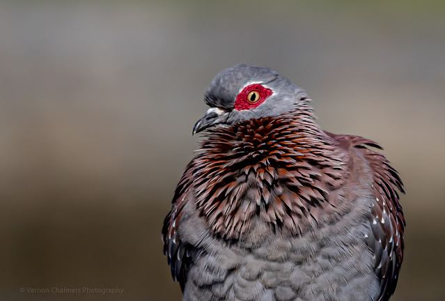 Speckled Pigeon: Portraits of Birds in Flight Woodbridge Island