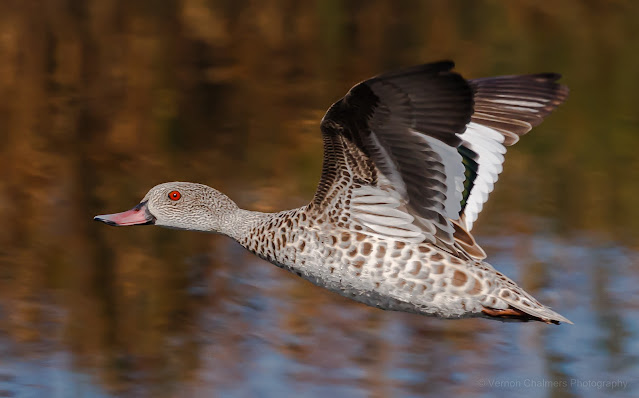 Cape Teal Duck in Flight : Woodbridge Island