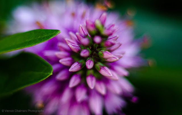 Lens Minimum Focusing Distance (MFD) : Canon EF 50mm f/1.8 STM Lens