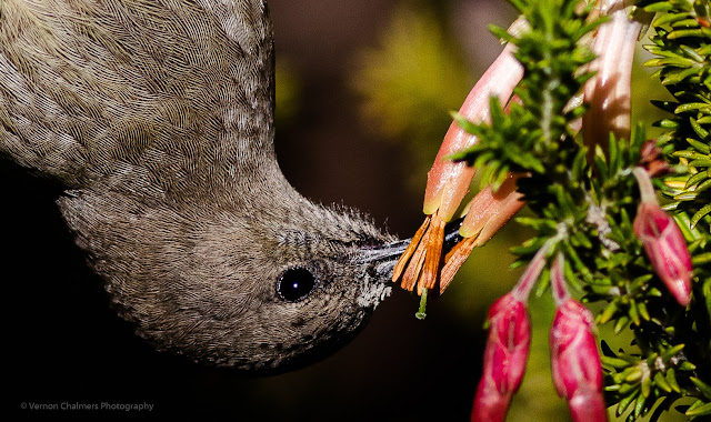 Upside Down Sunbird Portrait Kirstenbosch Botanical Garden Cape Town