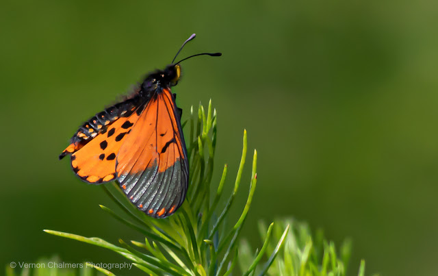 Serene Moment : Garden Acraea Butterfly Kirstenbosch Garden