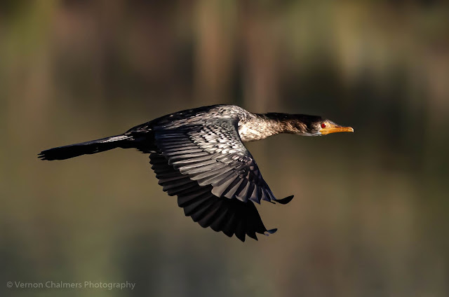 Vernon Chalmers as Colour Existential Photographer