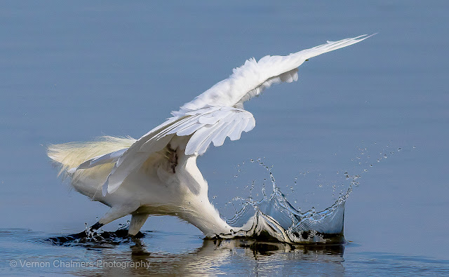 Vernon Chalmers as Colour Existential Photographer