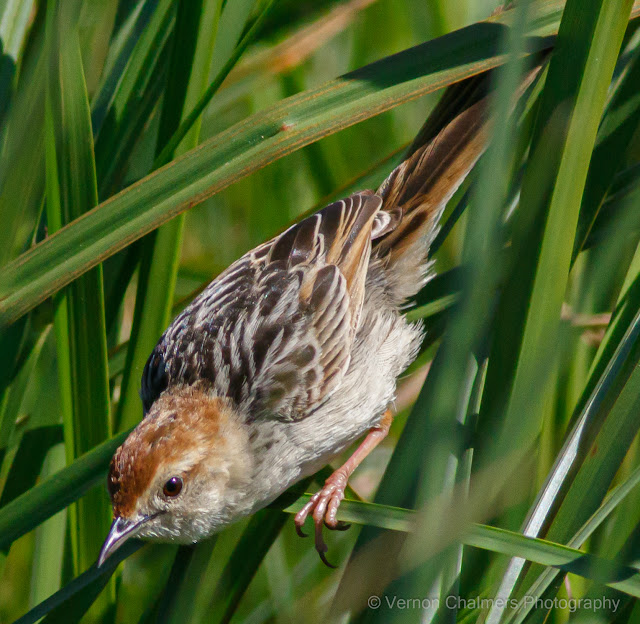 Vernon Chalmers as Colour Existential Photographer