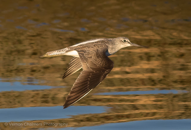 Vernon Chalmers - Colour, Presence, and the Photographic Breath