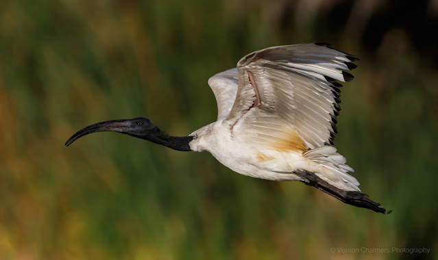 Birds in Flight Photography Lessons Intaka Island / Cape Town (Afternoons)
