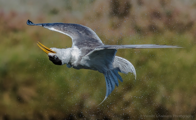 Swift Tern in Flight : Woodbridge Island, Cape Town