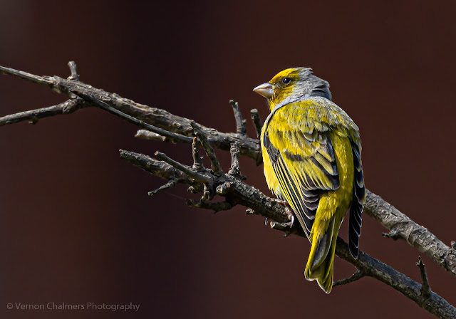 Perched Bird Photography with Canon EOS R6 / RF 800mm f/11 STM Lens
