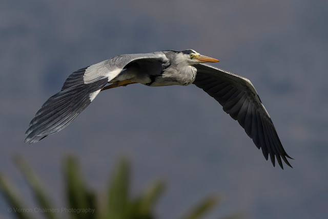 Grey Heron in Flight : Canon EOS 7D Mark II / 400mm lens