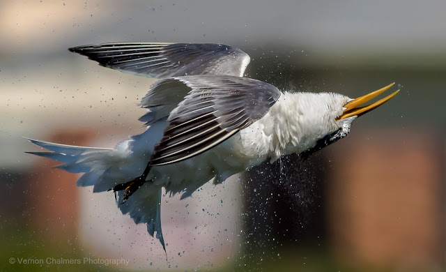 When Life gets a Little Upside Down "Tern it Around" : Canon EOS 7D Mark II