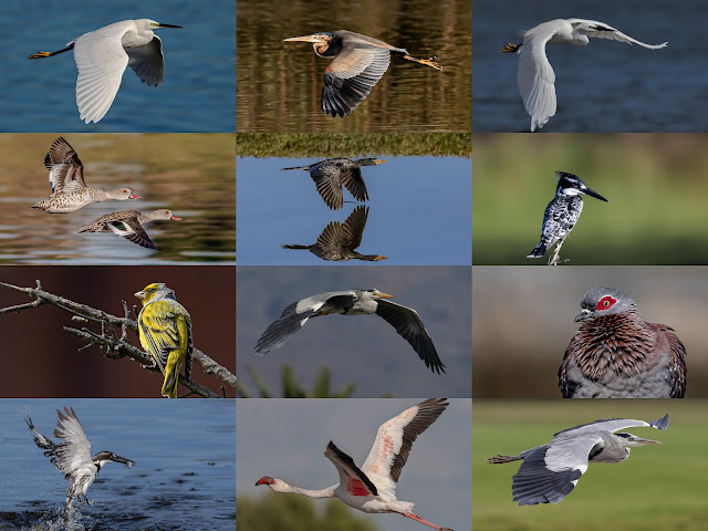 Woodbridge Island Birds: A Photographic World of Vernon Chalmers