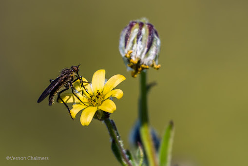 Close-Up & Macro Photography Cape Town : Canon EOS 6D
