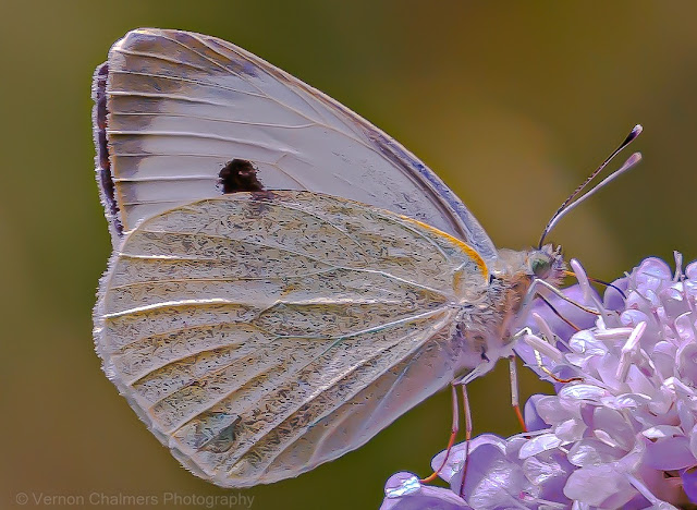 Vernon Chalmers Photography Kirstenbosch Garden Insect Training 2025
