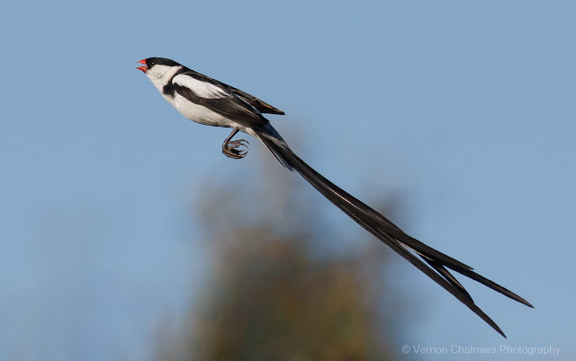 Vernon Chalmers Photography Intaka Island Birding Training 2025