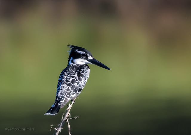Perched Pied Kingfisher : Canon EOS 7D Mark II / 400mm Lens