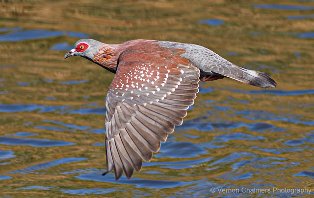Vernon Chalmers Existential Birds in Flight Photography