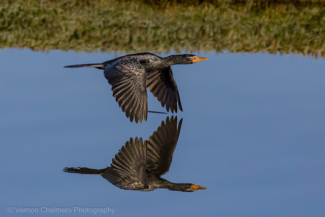Vernon Chalmers Existential Birds in Flight Photography