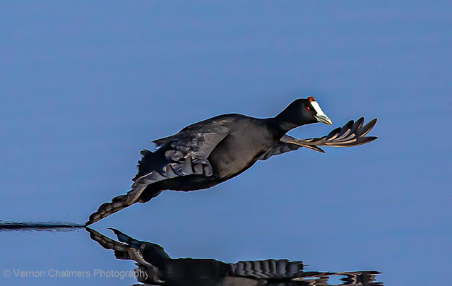 Vernon Chalmers Existential Birds in Flight Photography