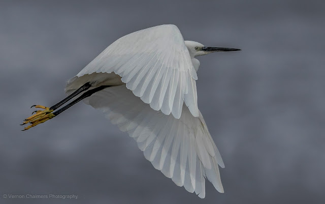 Vernon Chalmers Existential Birds in Flight Photography