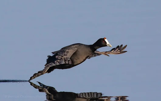 Red-Knapped Coot Enjoying Cleaning Water in the Diep River (2016) - They're Gone!