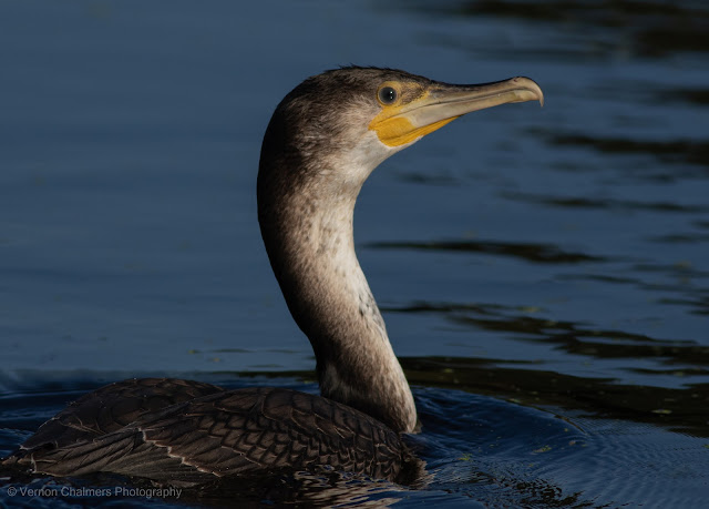 White-Breasted Cormorant Portrait Intaka Island Cape Town