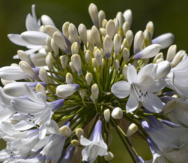 Cape agapanthus (African Lily), Kirstenbosch, Cape Town