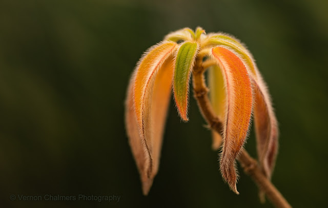Wild Flowers Kirstenbosch - Vernon Chalmers Photography Training Cape Town