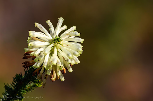 Wild Flowers Kirstenbosch - Vernon Chalmers Photography Training Cape Town