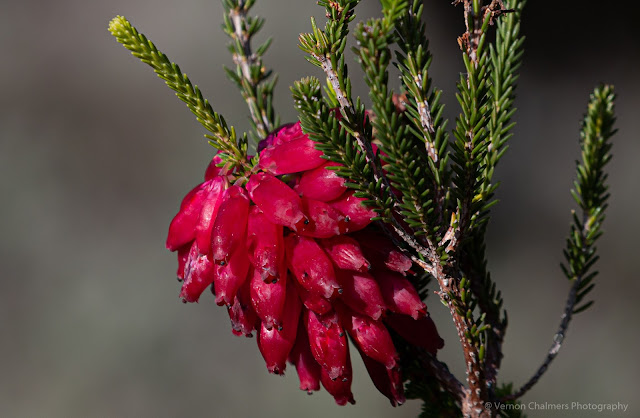 Wild Flowers Kirstenbosch - Vernon Chalmers Photography Training Cape Town