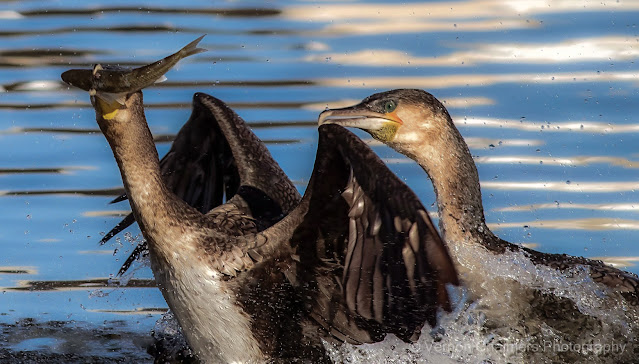White-Breasted Cormorants Fishing : Woodbridge Island Action Photography
