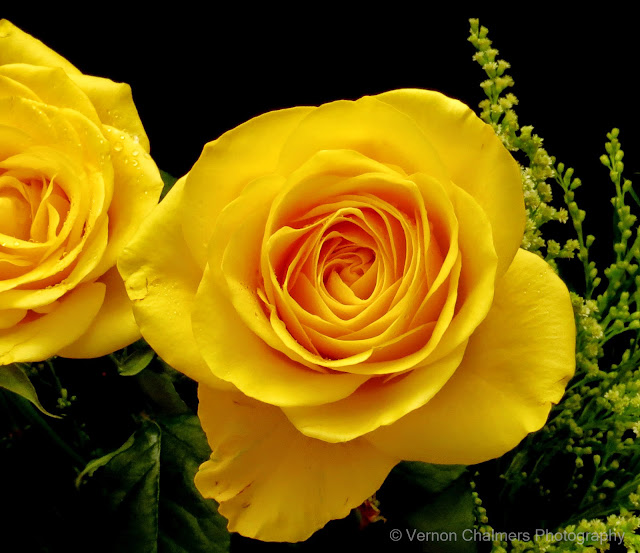 Yellow Roses with Canon SX40 HS / Canon Speedlite Flash, Milnerton