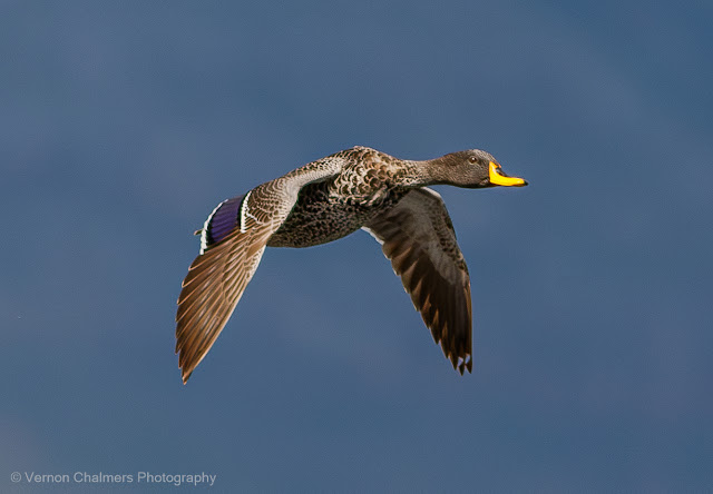 Yellow-Billed Duck in Flight : Above Woodbridge Island