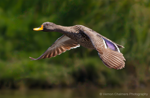 Yellow-Billed Duck in Flight : Table Bay Nature Reserve Woodbridge Island